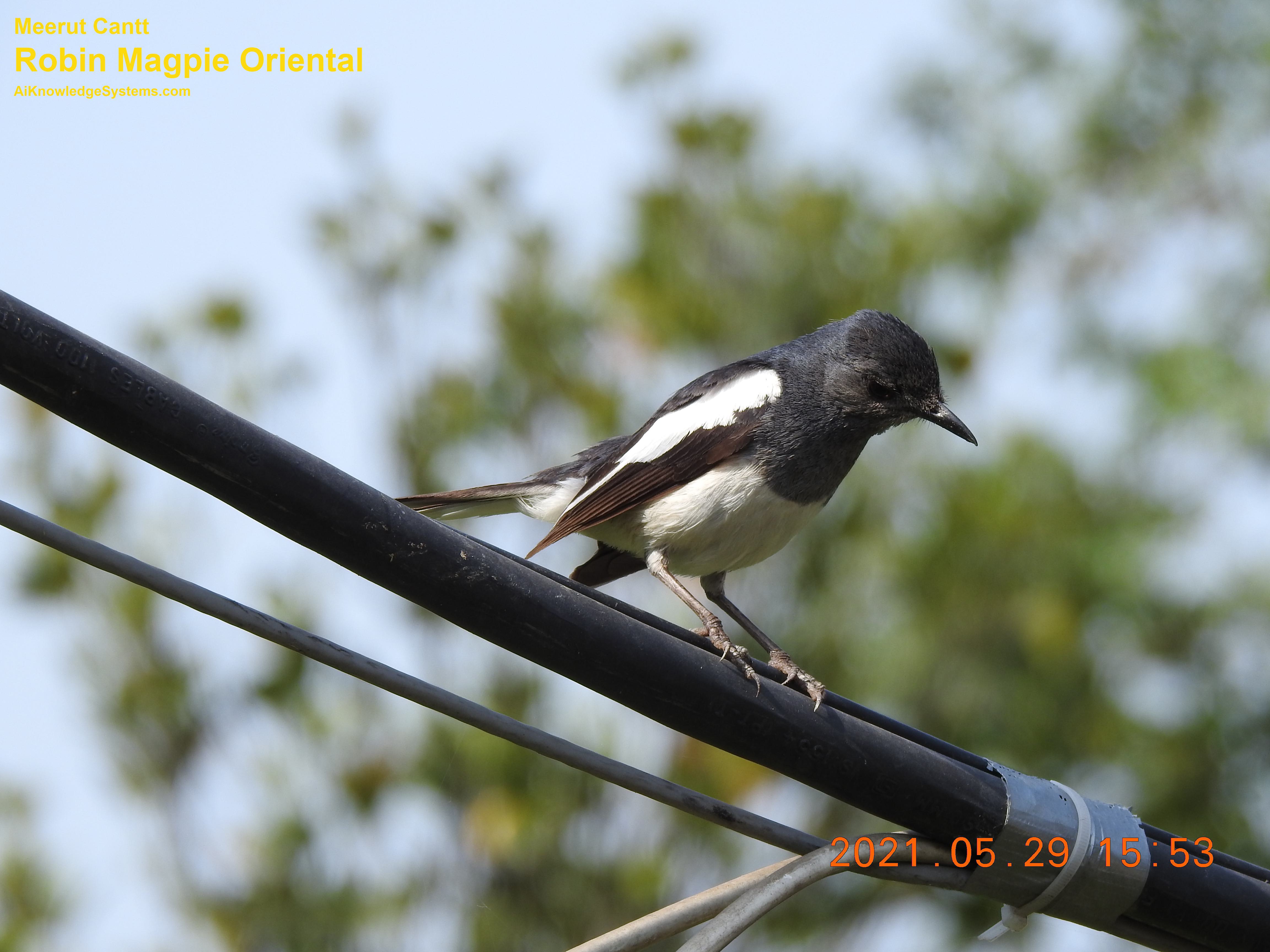 Magpie Robin (50) Coming Soon